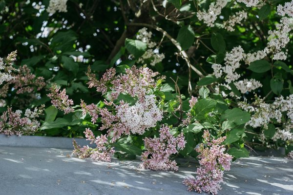 Guide Ultime : Comment Créer un Contrat de Location Meublée Parfait ?